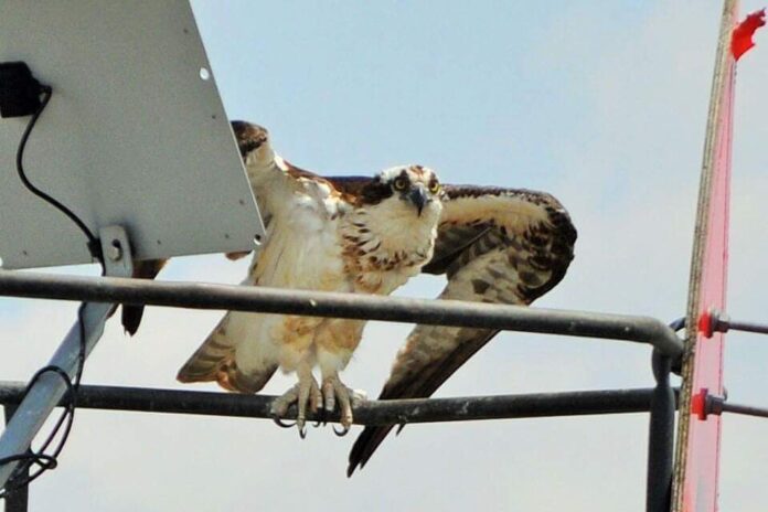 Osprey on the Salem River Photo submitted by Pennsville resident Steve Krumm