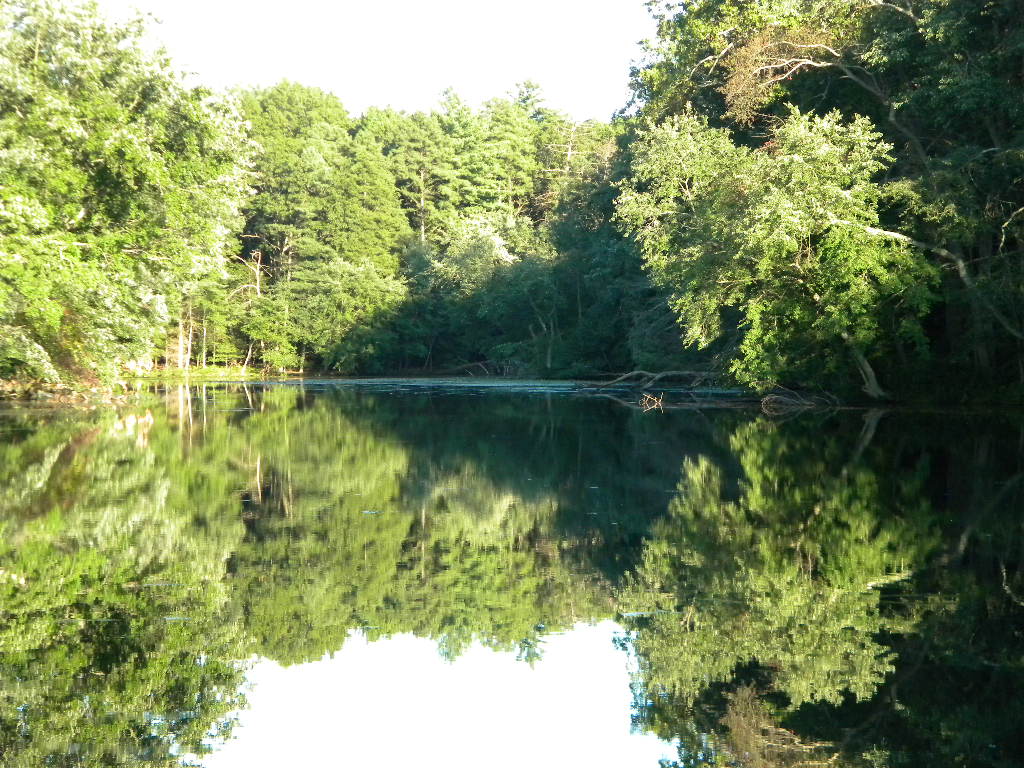 Dense stand of trees and white pines mirrored in Cobb’s Mill Lake, Alloway Township, New Jersey, highlighting the lake’s still surface and wooded banks.