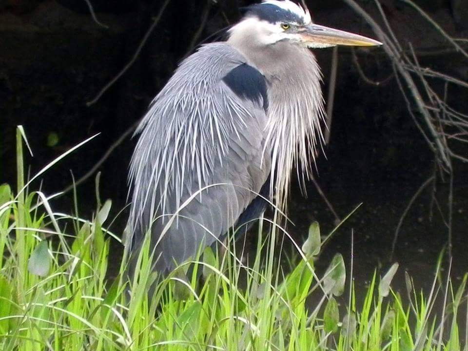 Great Blue Heron in Elsinboro by Cheryl Leonard