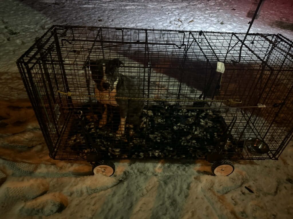 The infamous Roadrunner a Pitbull who was on the run for 16 days in Pittsgrove Twp. who was eventually caught in Gloucester County.