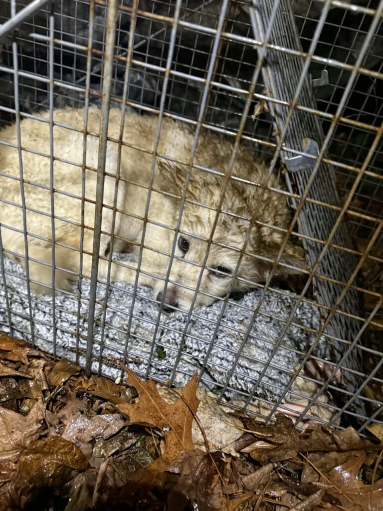 Honey in one of Cindi's traps after being on the run for 7 days.