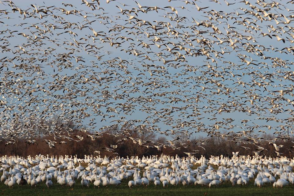 Reports of Dead Geese at Woodstown Memorial Lake – Avian Influenza Awareness Update