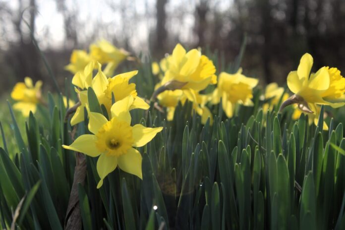 Springtime Seasonal Allergies in Salem County