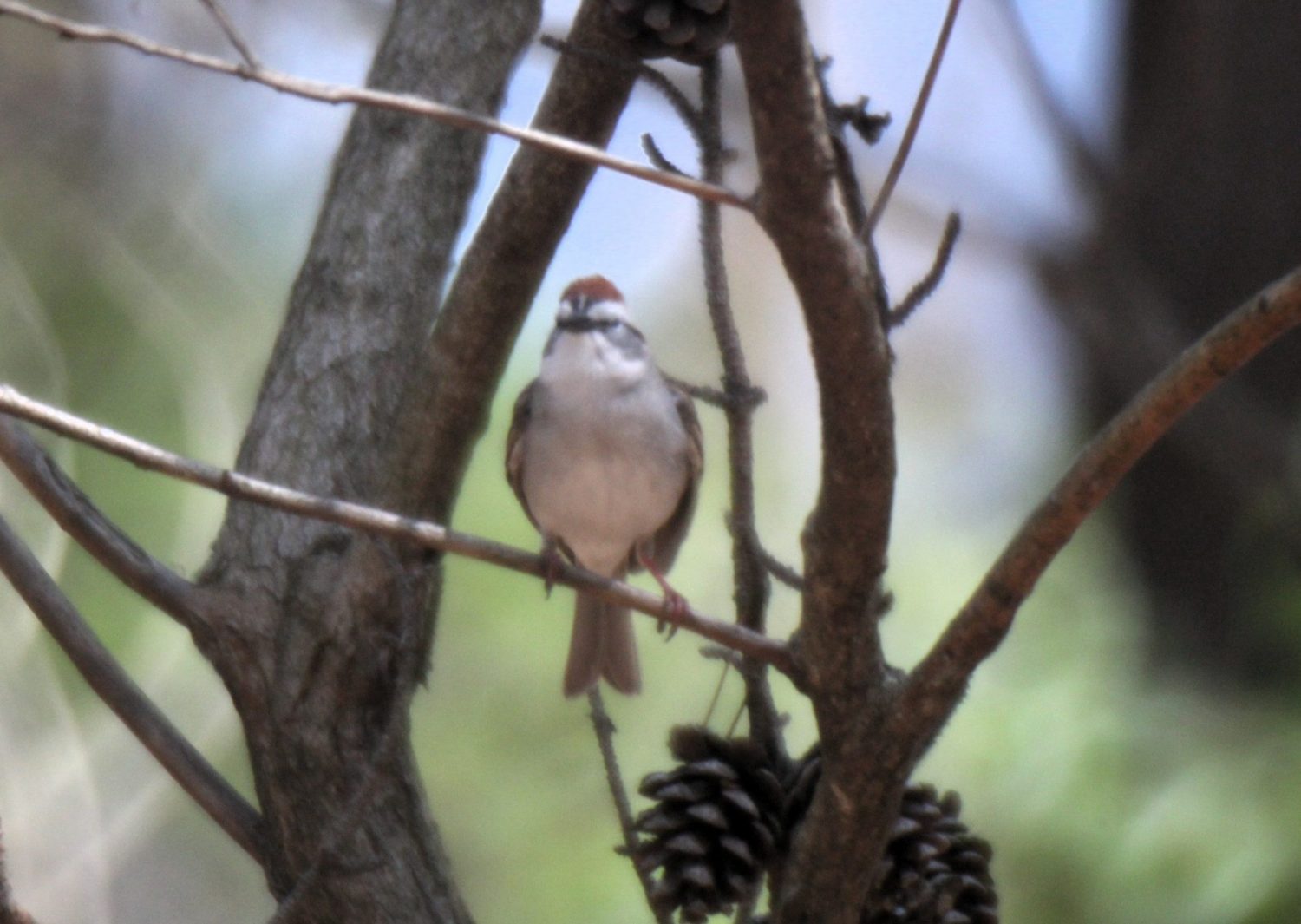 The Salem County Bird Report: YTWA Observed at Parvin State Park