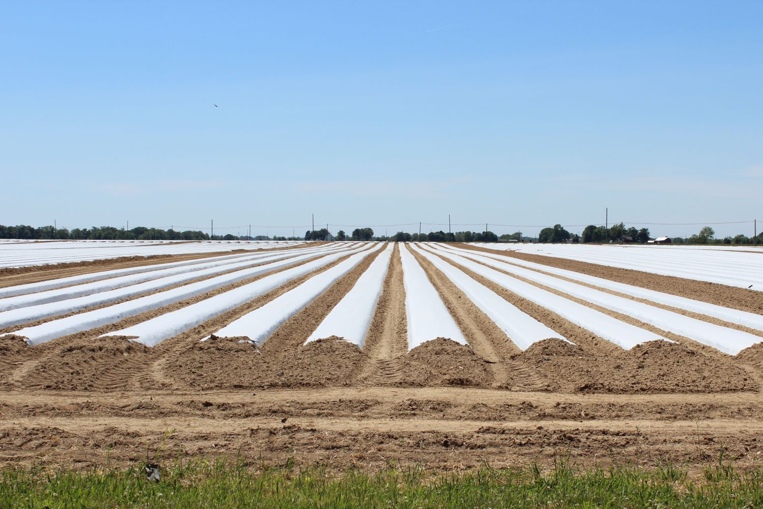 Fenwick’s Soil: The Enduring Ecological Tapestry of Salem County - Mannington Twp. Field near Route 45