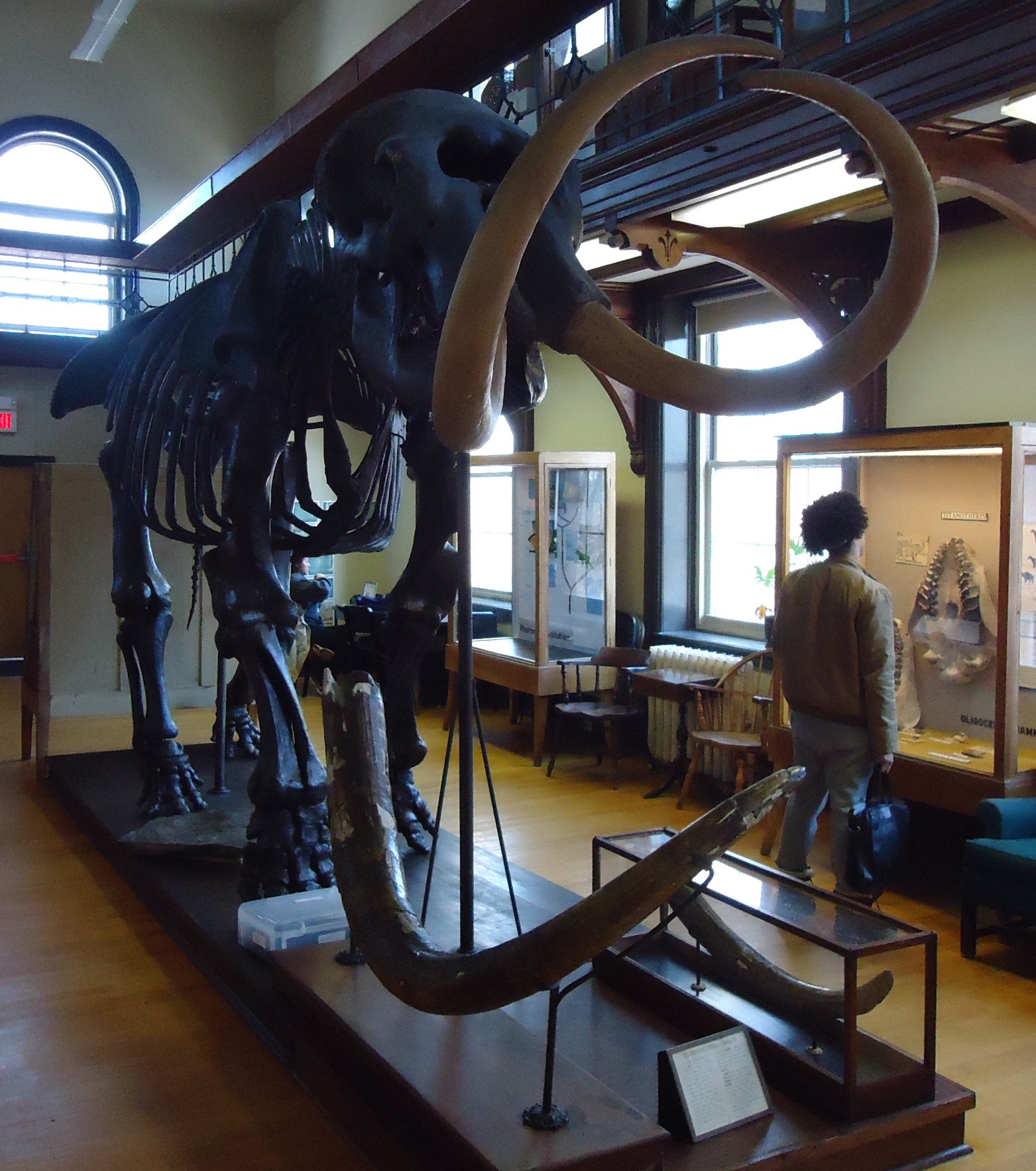 Meet Manny the Marl Mastodon of Mannington: The Tale of New Jersey’s Prehistoric Icon