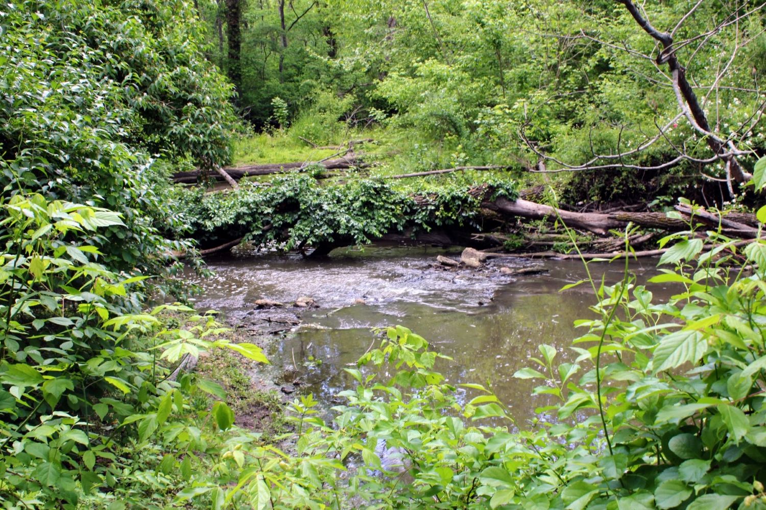 Runoff of East Lake, part of the Salem River Watershed, flowing quickly west towards Memorial Lake in Woodstown.