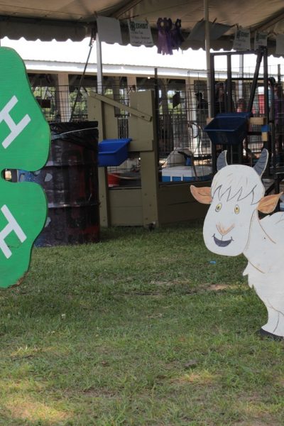 4-h sign and cow