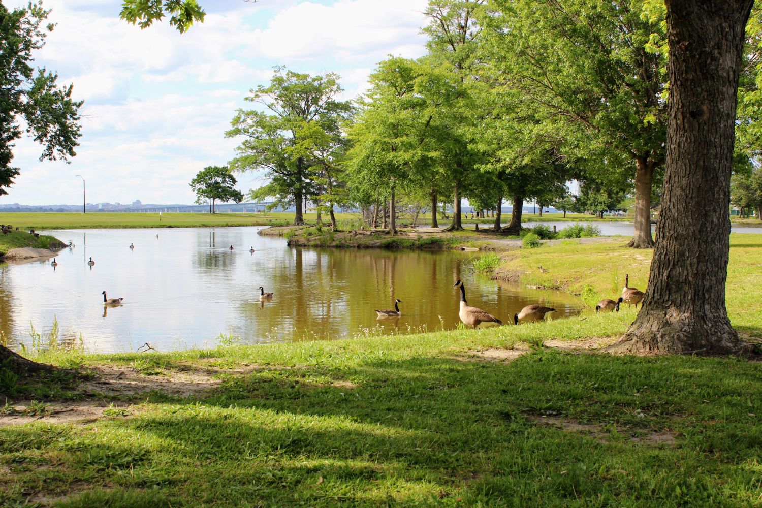 Geese enjoying Riverview Pond