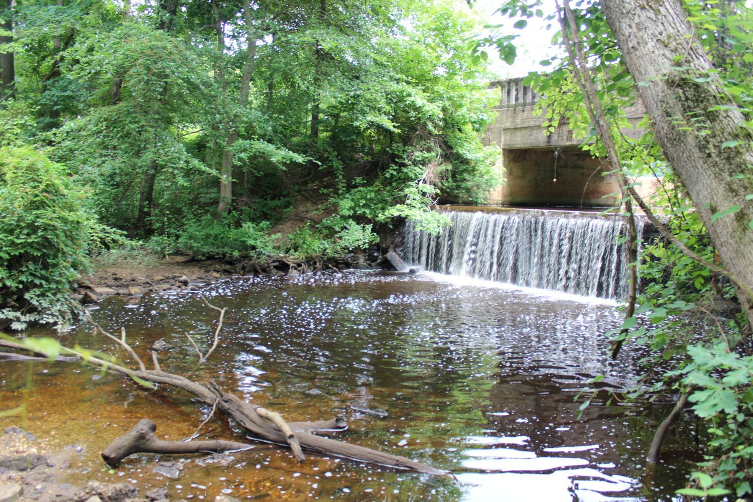 The Hidden Cascade: Tucked away beneath a thick canopy of trees behind the main road bridge is a beautiful concrete drop-spillway. Here, the still reservoir water transforms into a lively, highly oxygenated waterfall, tumbling into a rocky plunge pool before continuing its journey down the Deep Run toward Alloway Creek.