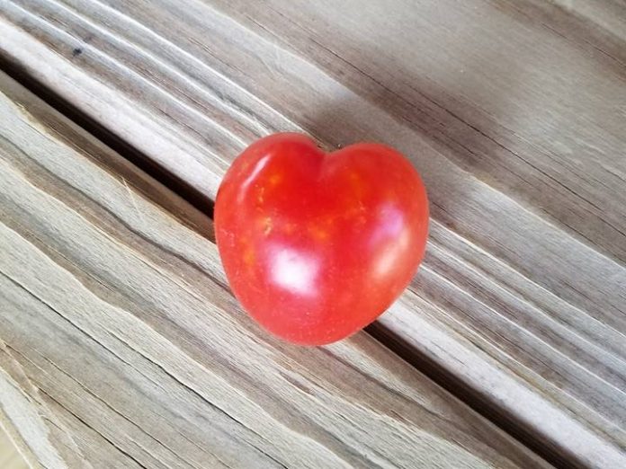 Heart Shaped... Tomato The Sovereign of South Jersey (Part 1): The Law and Logistics of the Jersey Tomato