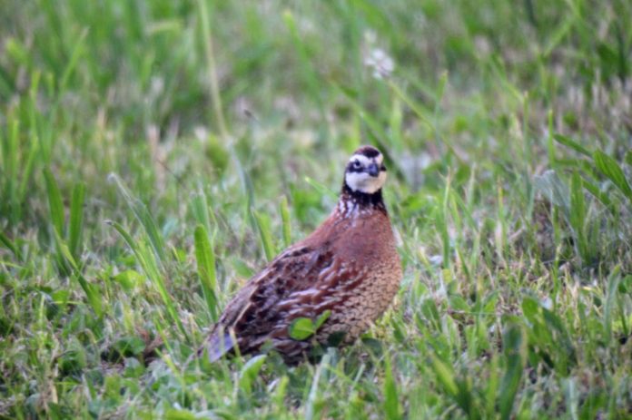 Northern Bobwhite Quail Northern Bobwhite Quail spotted in Alloway Twp. by Sara Morgan