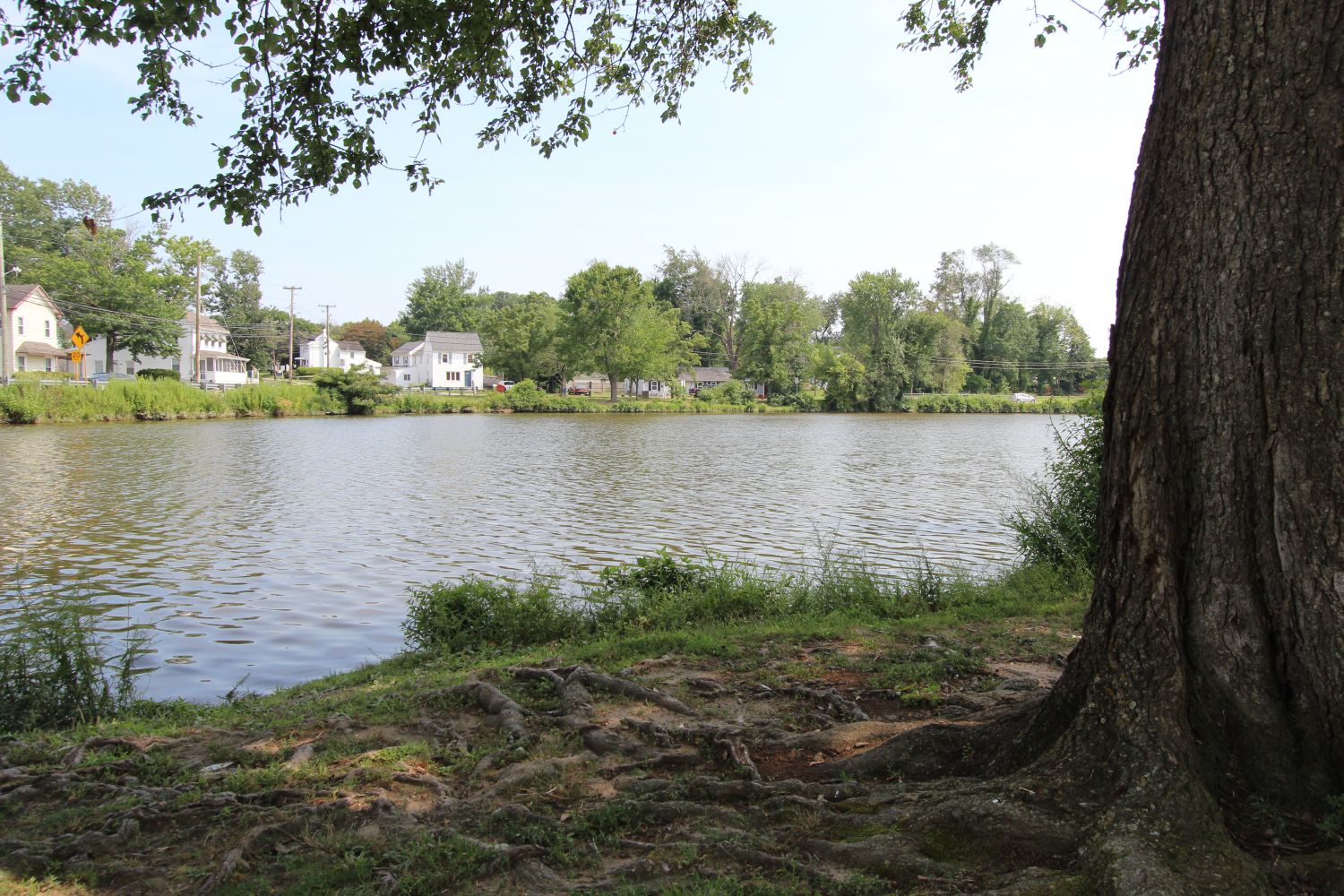 Old Tree and roots providing shade along the banks of the lake