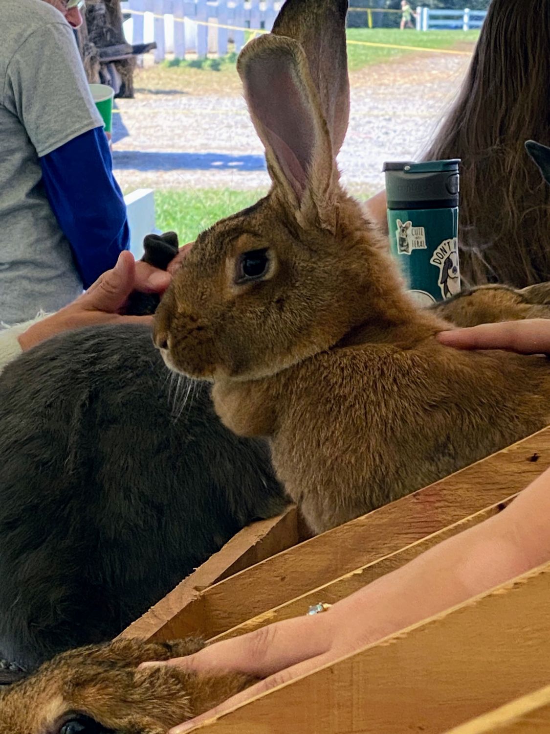 Alert Bunny