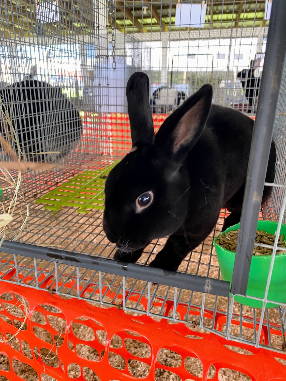Black Rabbit