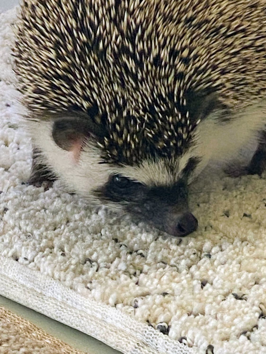 Hedgehog at the Thumper Barn