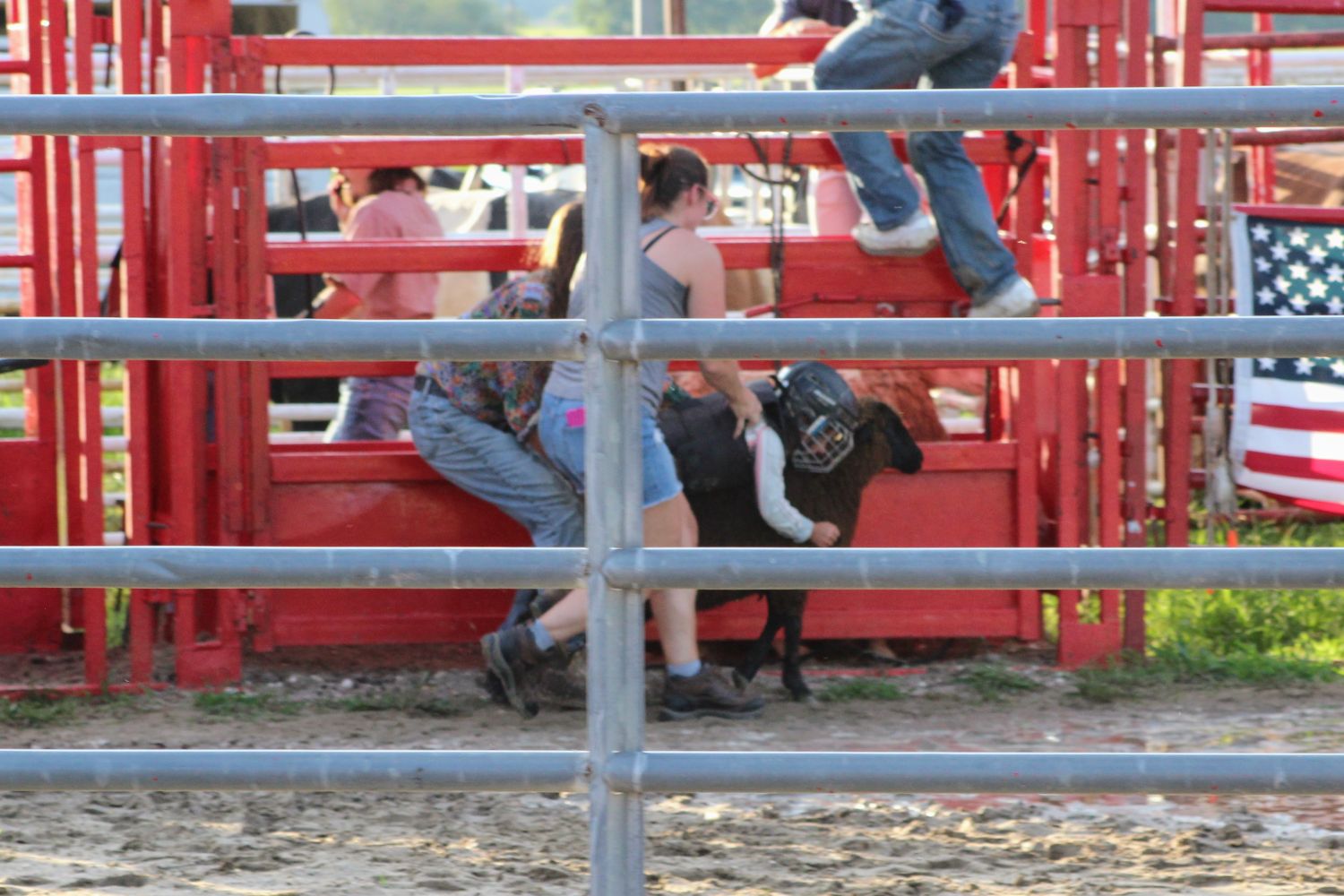 Youngster holds on for dear life to sheep
