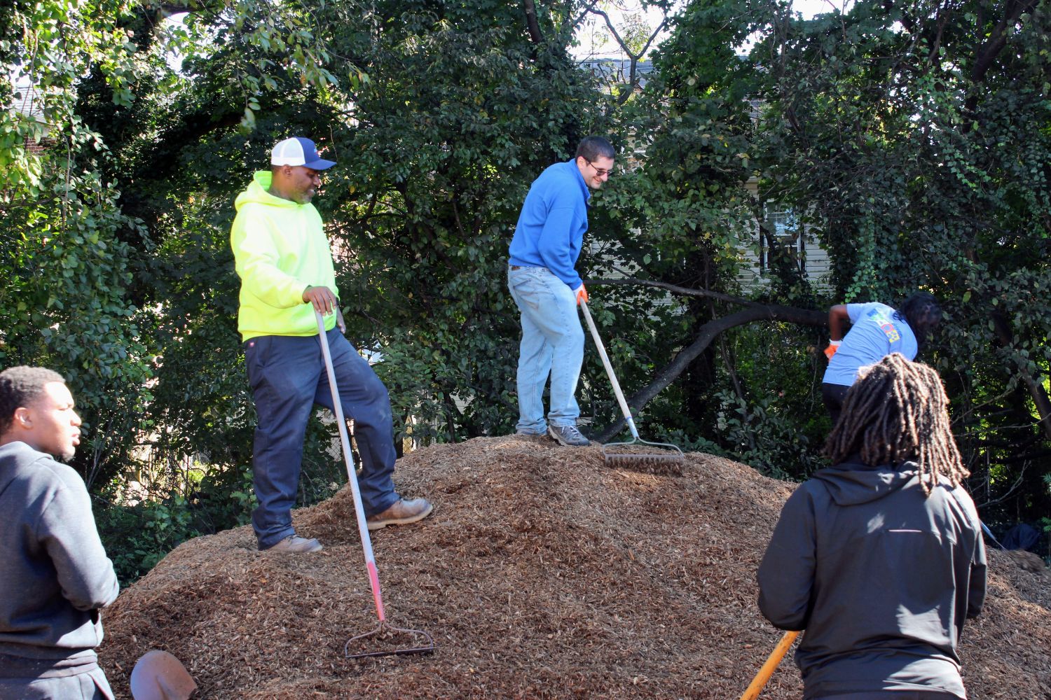 Raking mulch down to be carried over