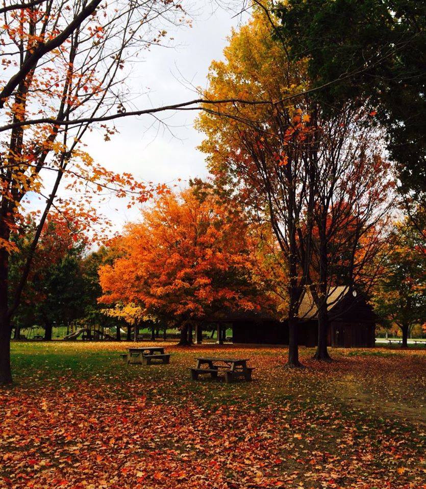 Riverview Park Foliage by Marsha McDade