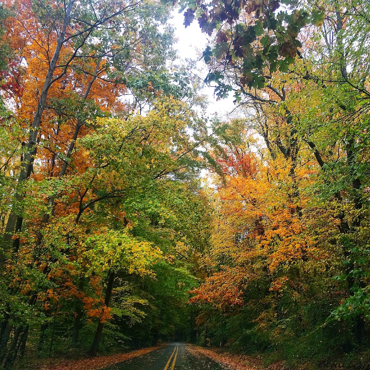 Slabtown Rd. by Katie Harrel