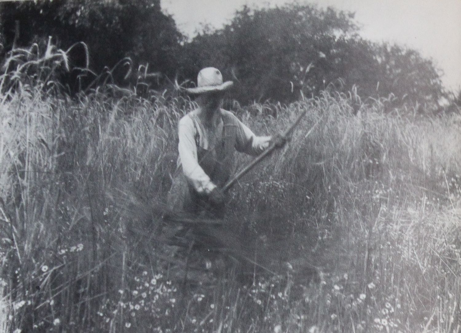 Alexander Bradway cradling wheat, one of the farm scenes in the book’s photo section.